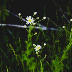 Dendermonde - Fauna en flora langs de Schelde (3de tem 6de lj)